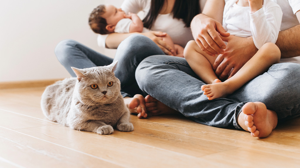 best pet friendly flooring spc 2