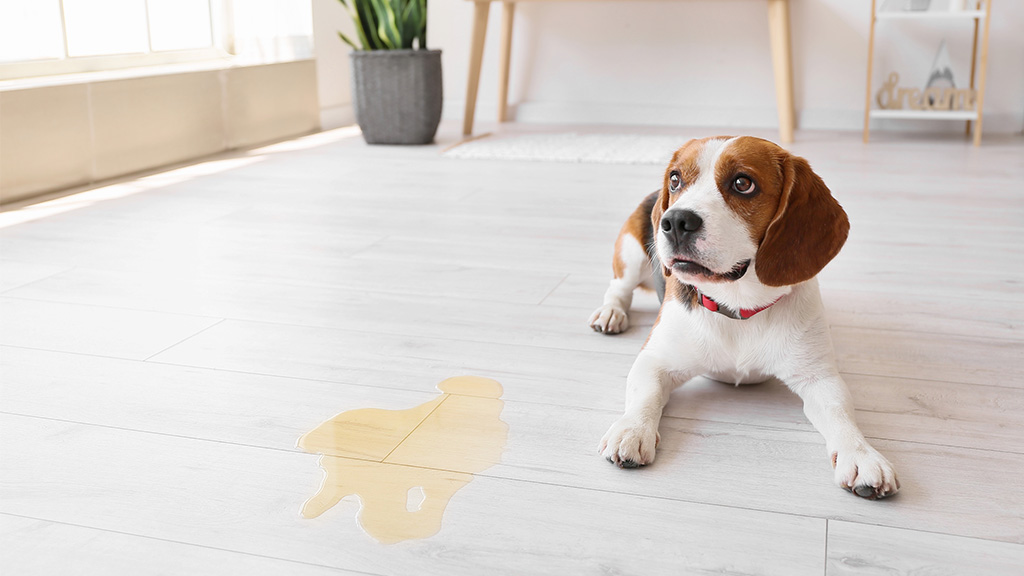 best pet friendly flooring spc 4