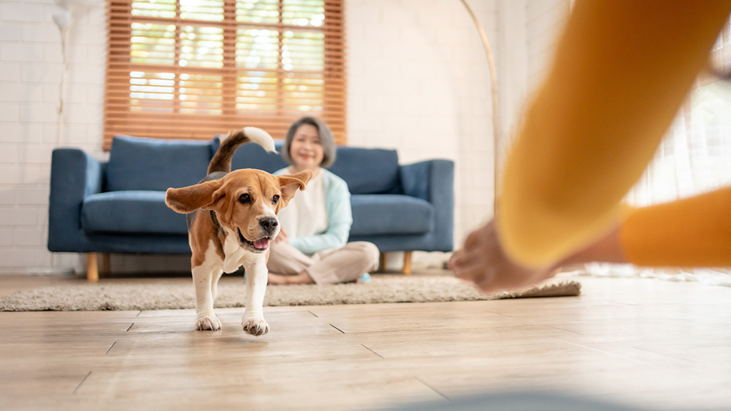 best pet friendly flooring spc 5